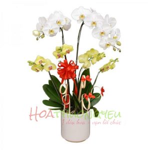 chau-hoa-lan-ho-diep-7-canh-ghep-trang-vang-1