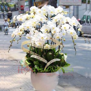 chau-lan-ho-diep-020