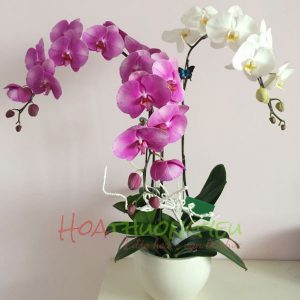 chau-lan-ho-diep-024